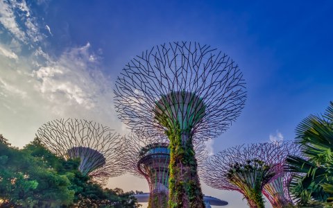 Singapur - ogrody Gardens by the Bay, supertree (2).jpg